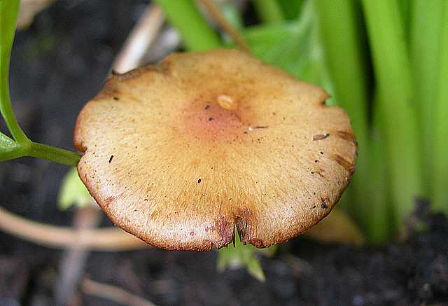 Pholiota spec. (cfr. Pholiota mixta)